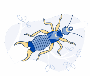 earwigs pest control in utah