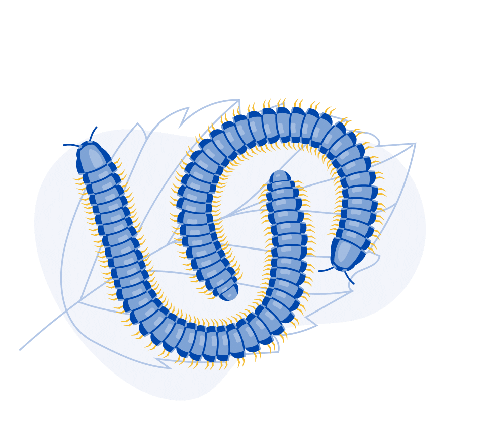 centipede pest control in utah