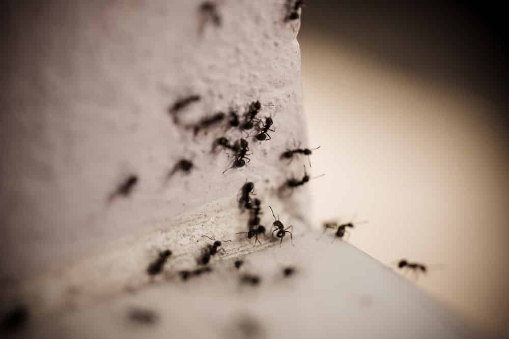 preventing ant infestation in utah