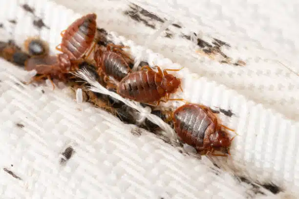 getting rid of bed bugs in utah