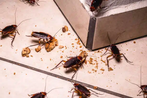 keeping cockroaches out of your utah home