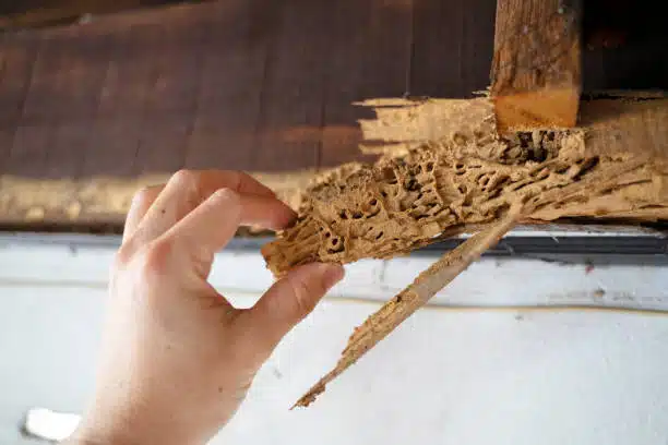 termite damages in utah home