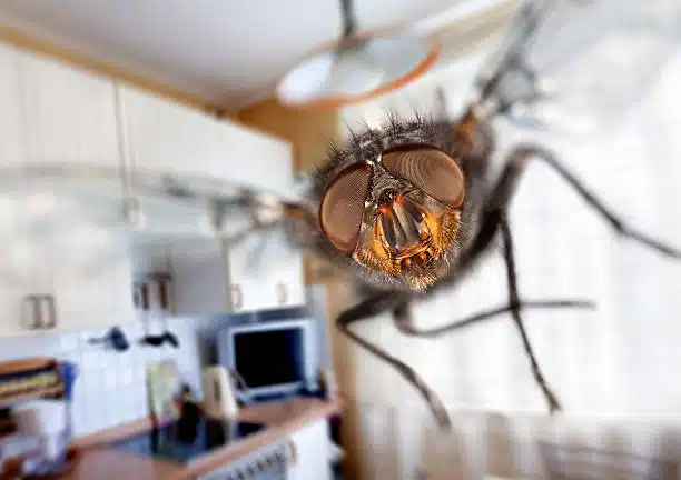 house flies pest control in utah