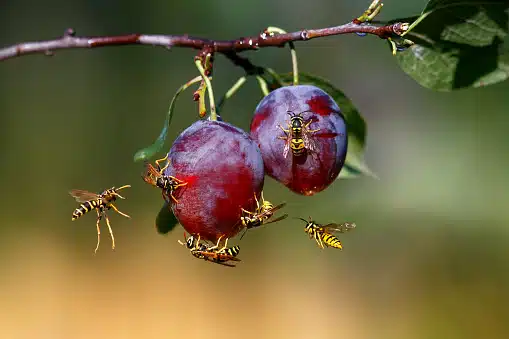 wasps infestation in utah