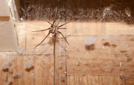 keep spiders out in utah home