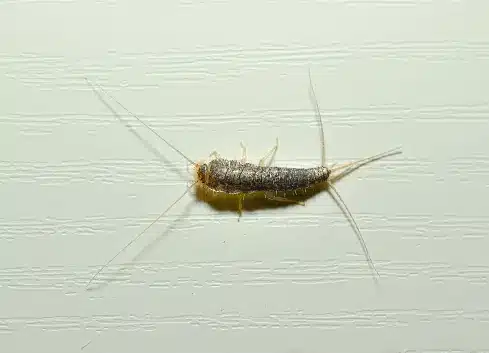 silverfish control in utah