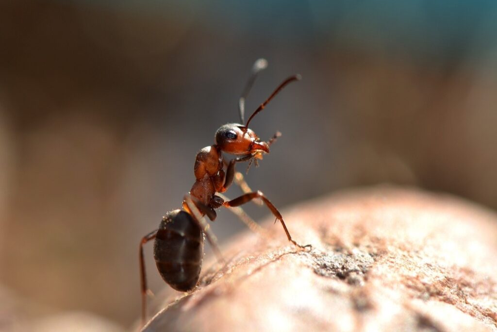 ant exterminator utah