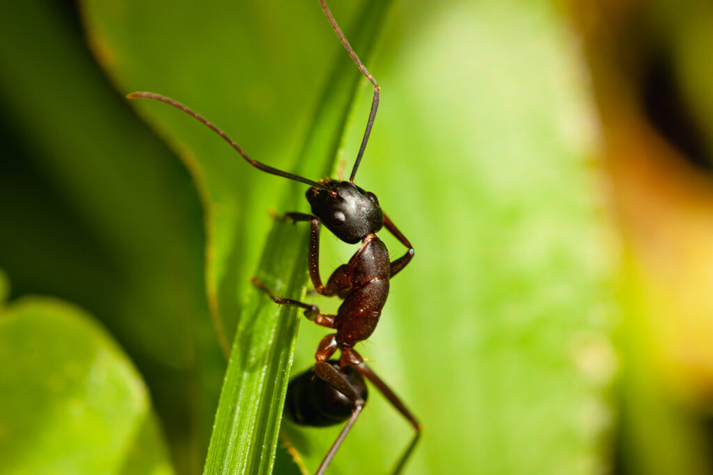 ant control utah