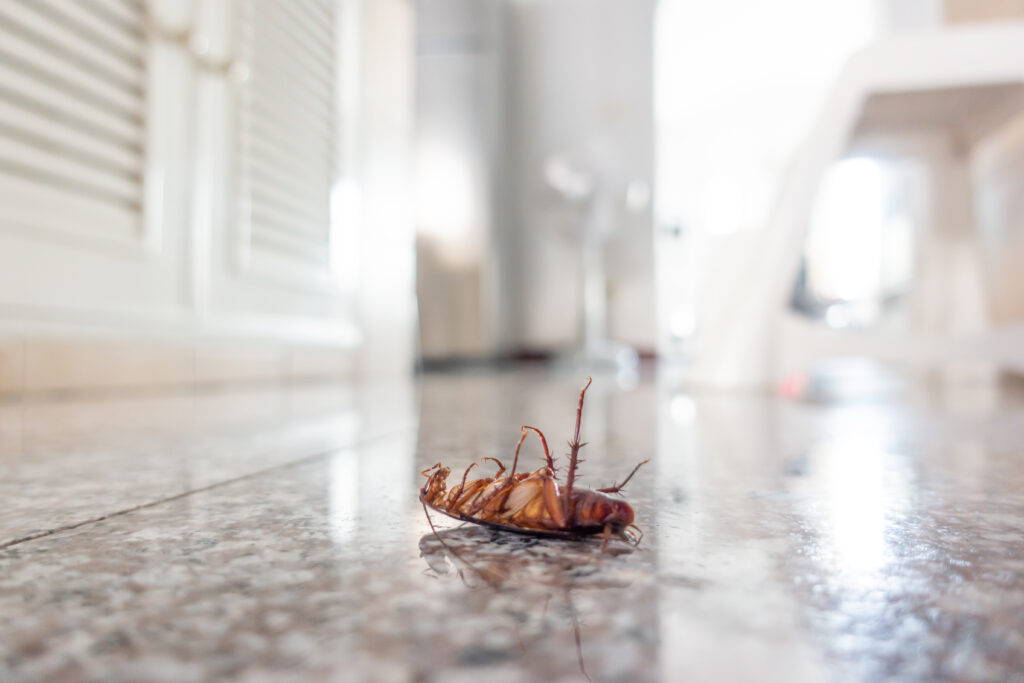house cockroach pest control in lehi utah