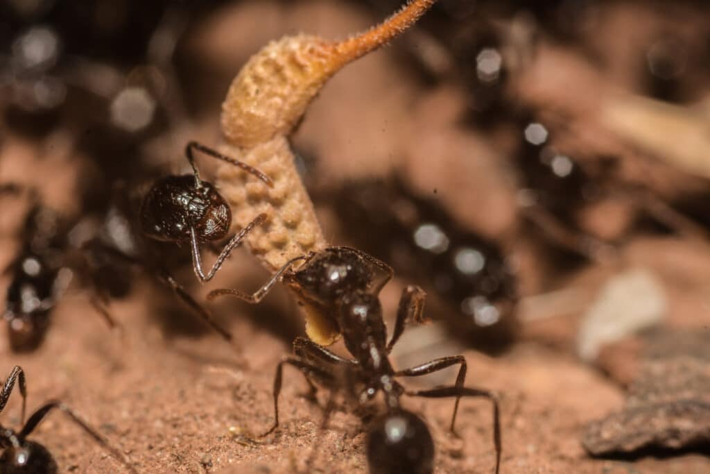 ants eating in utah