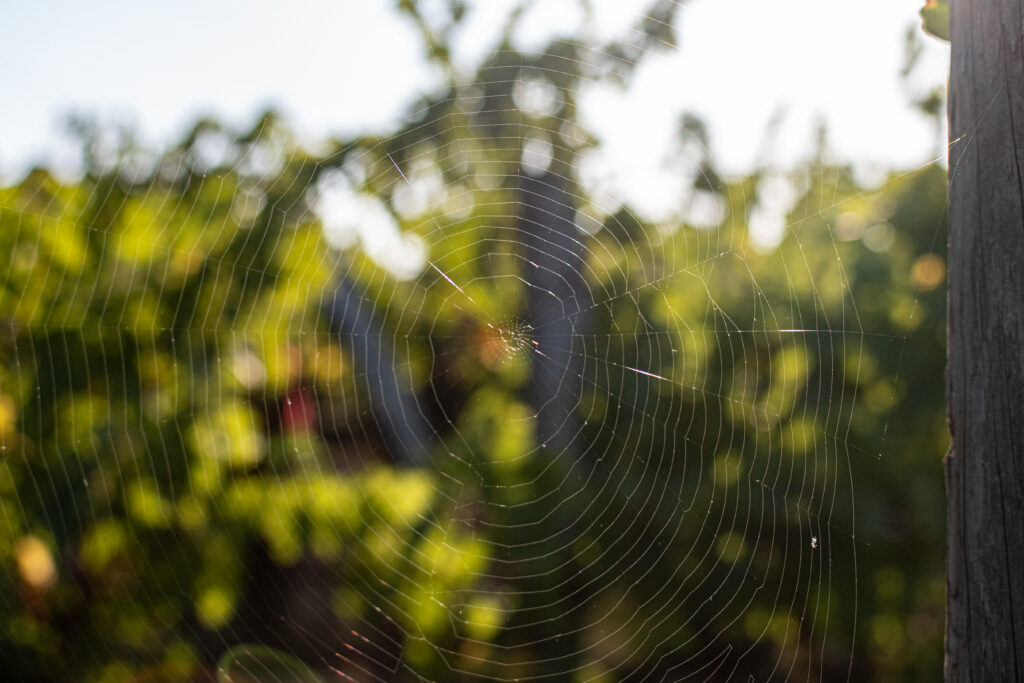 spider exterminator vineyard utah
