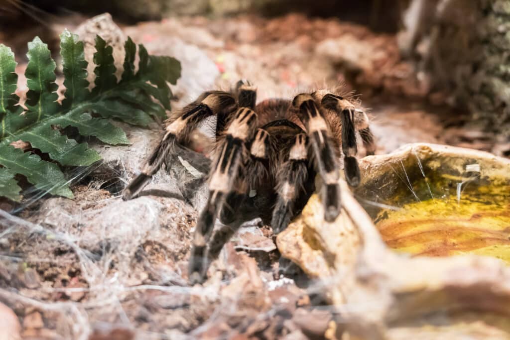 tarantula in utah