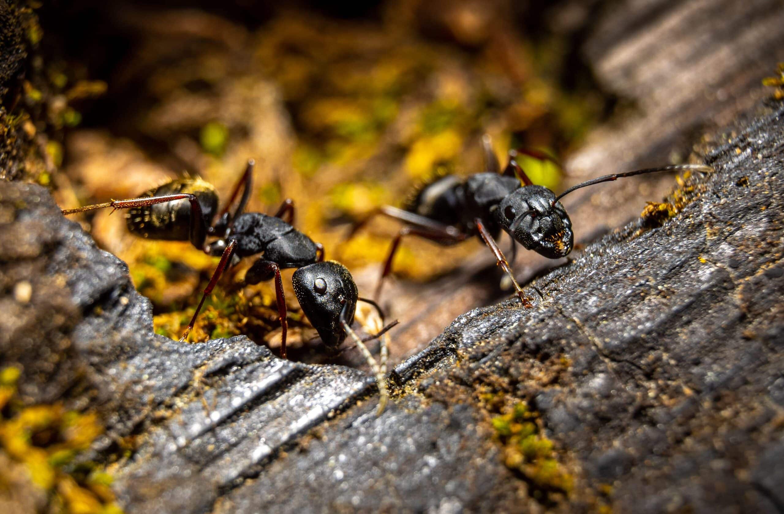 carpenter-ants-in-provo-utah