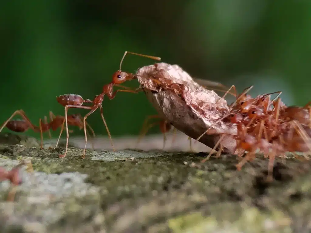 flying-ants-in-utah