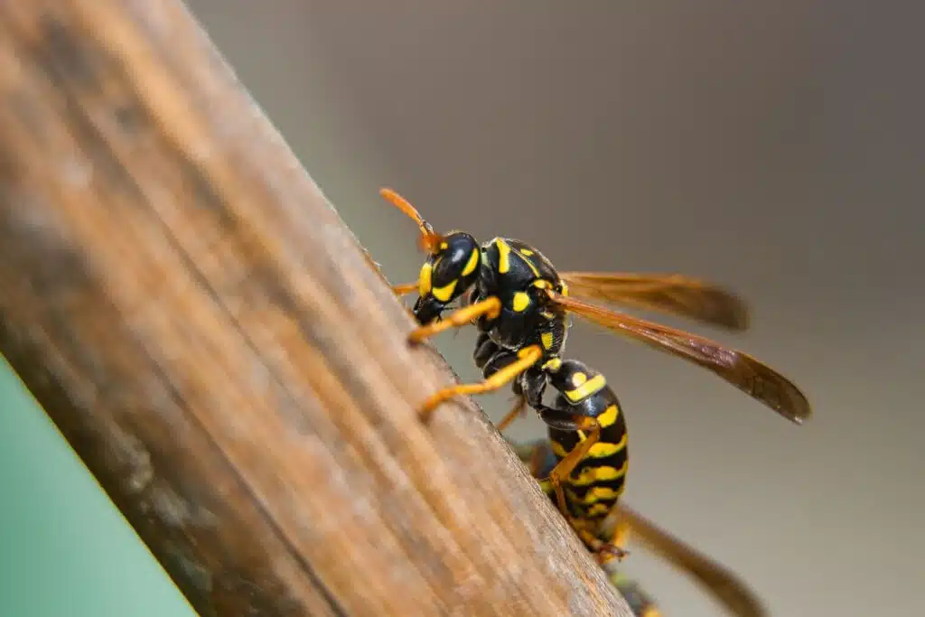 wasps-prevention-in-orem-utah