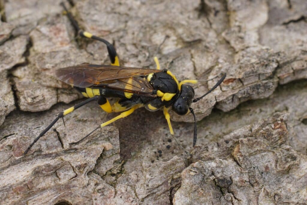 effective-wasp-nest-extermination-and-removal