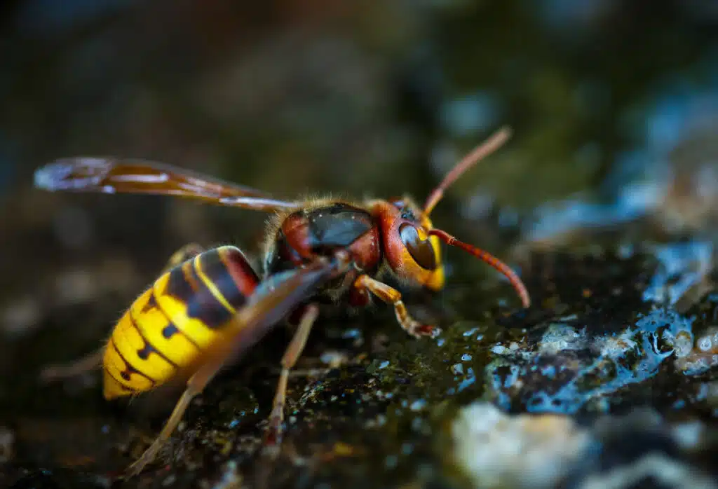 exterminating-wasps-in-lehi-utah