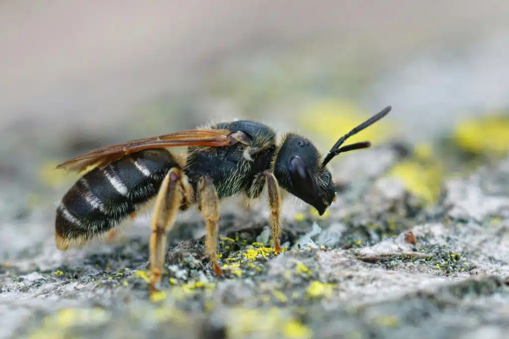 giant-wasps-exterminator