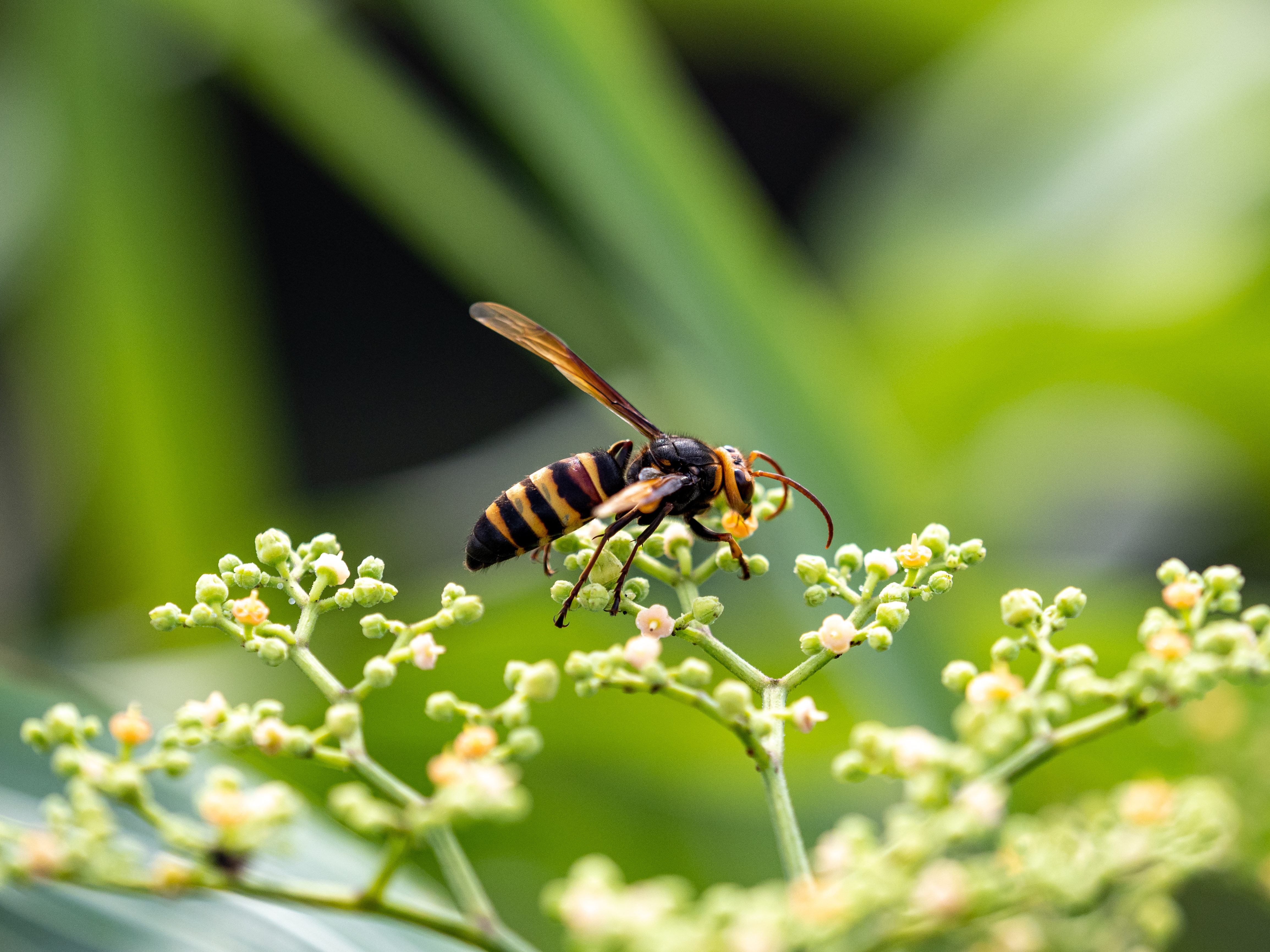 best-wasps-removal-in-utah