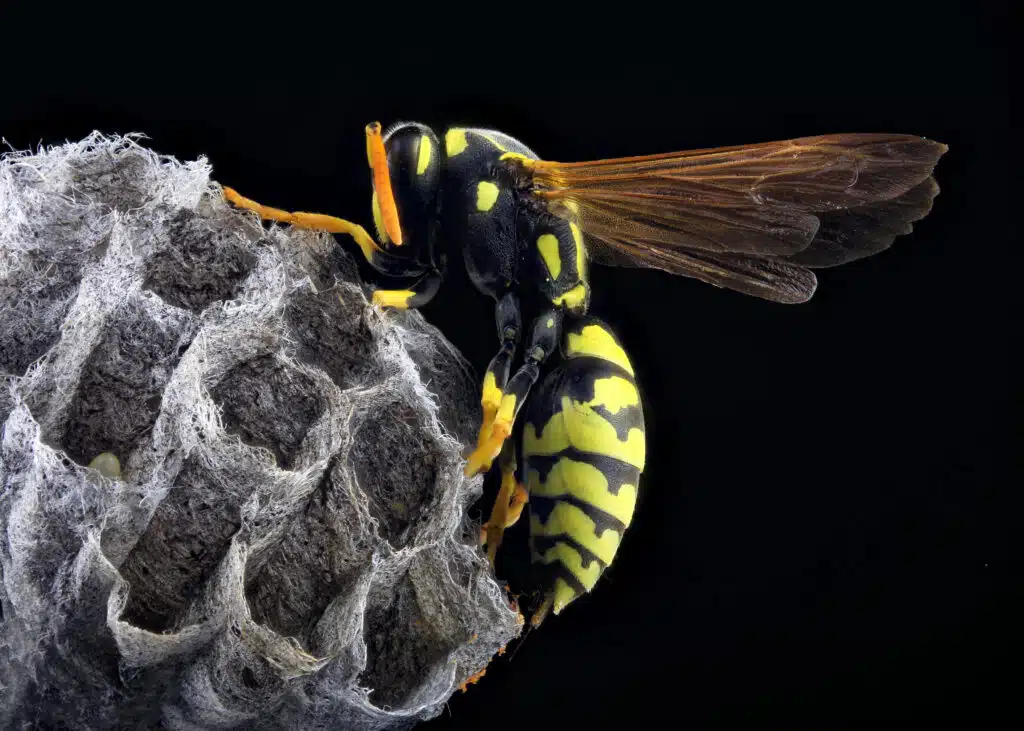 proactive-wasp-and-nest-prevention-by-serve-pest-control