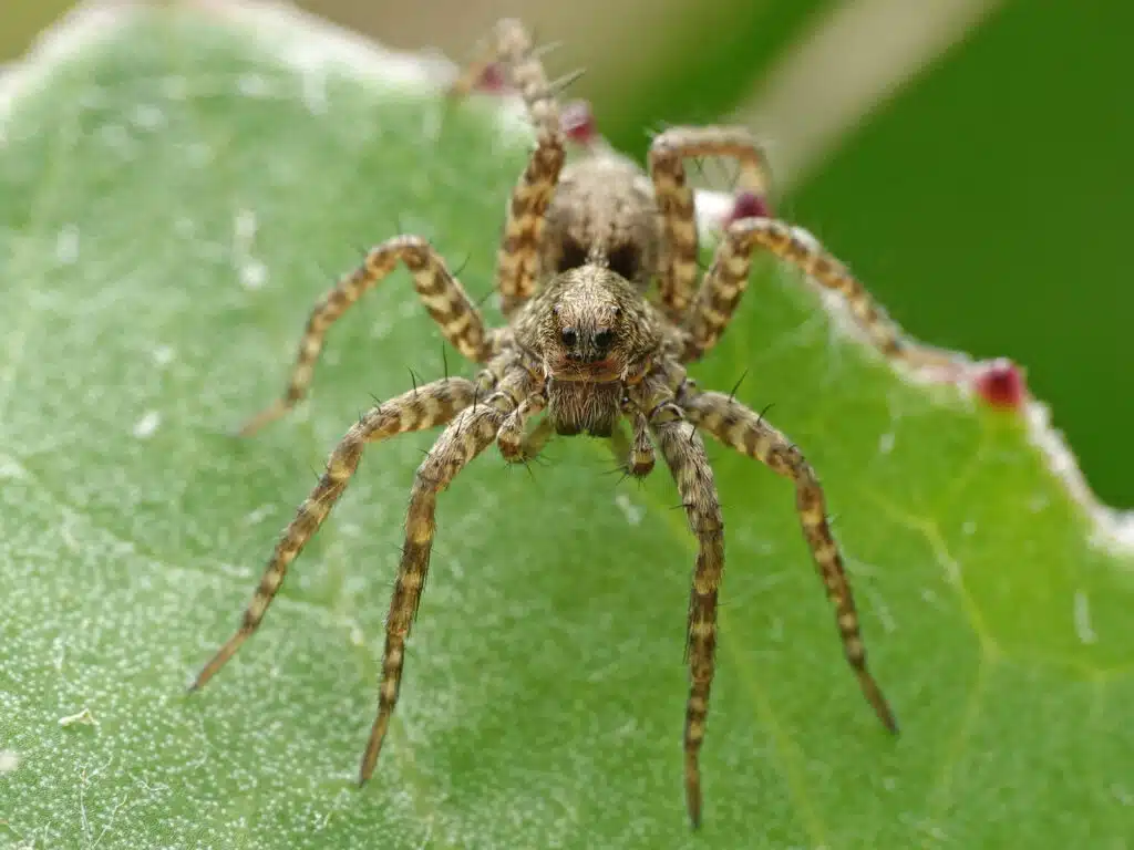 wolf-spider-on-leaf-in-provo-utah