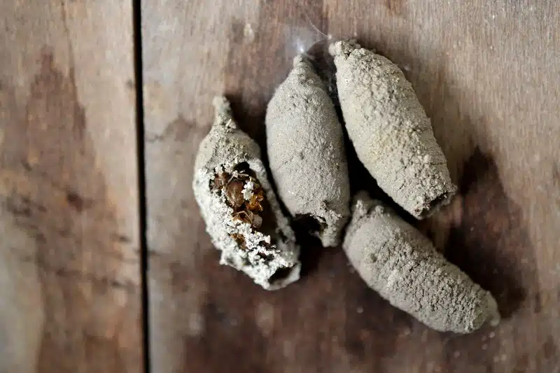 mud-dauber-nest-in-provo-utah