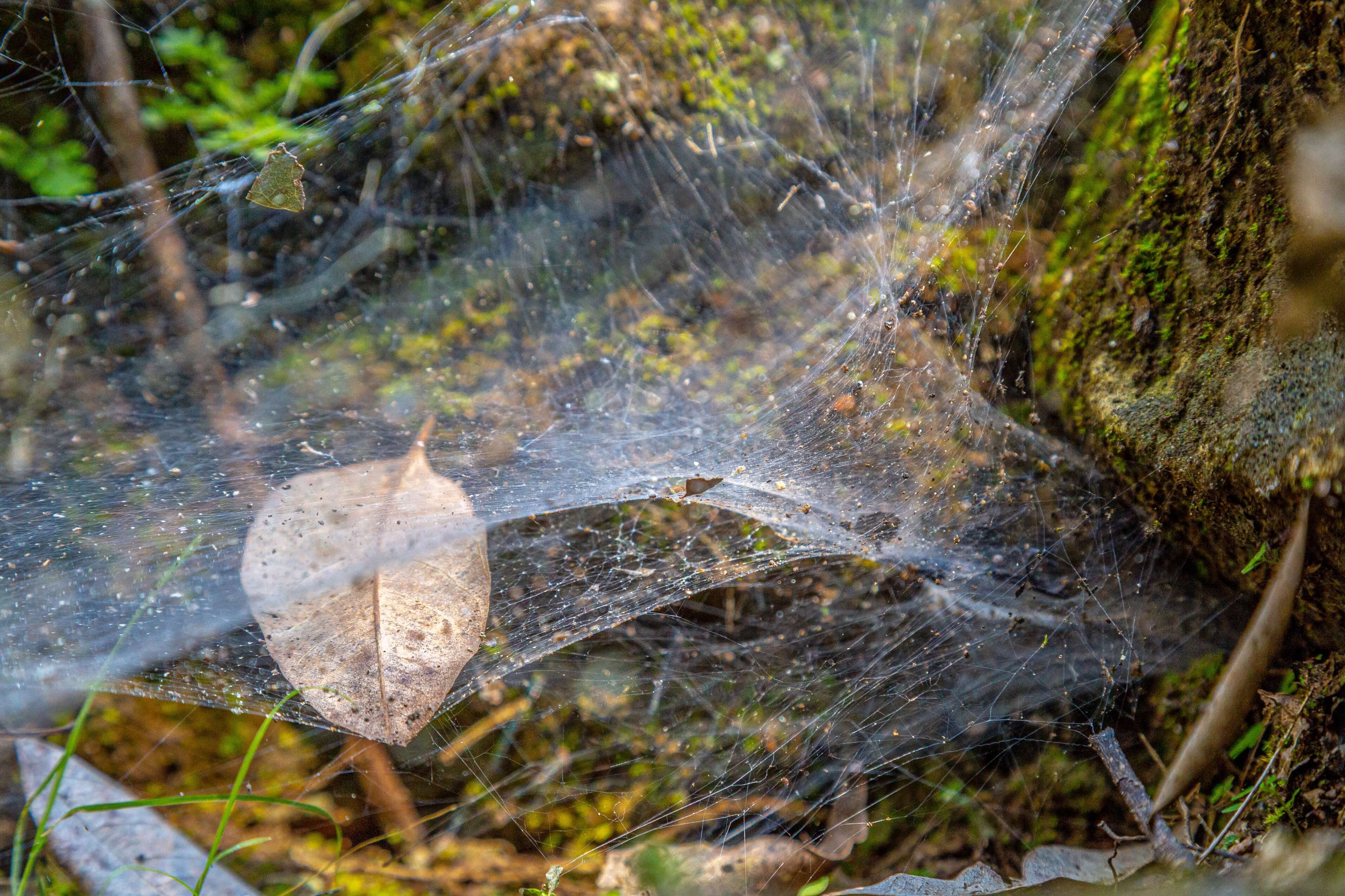 highland-utah-spider-removal