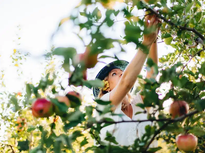 fruit-picking-day-at-salt-lake-city