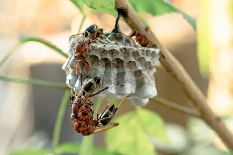 effective-wasps-removal-in-utah