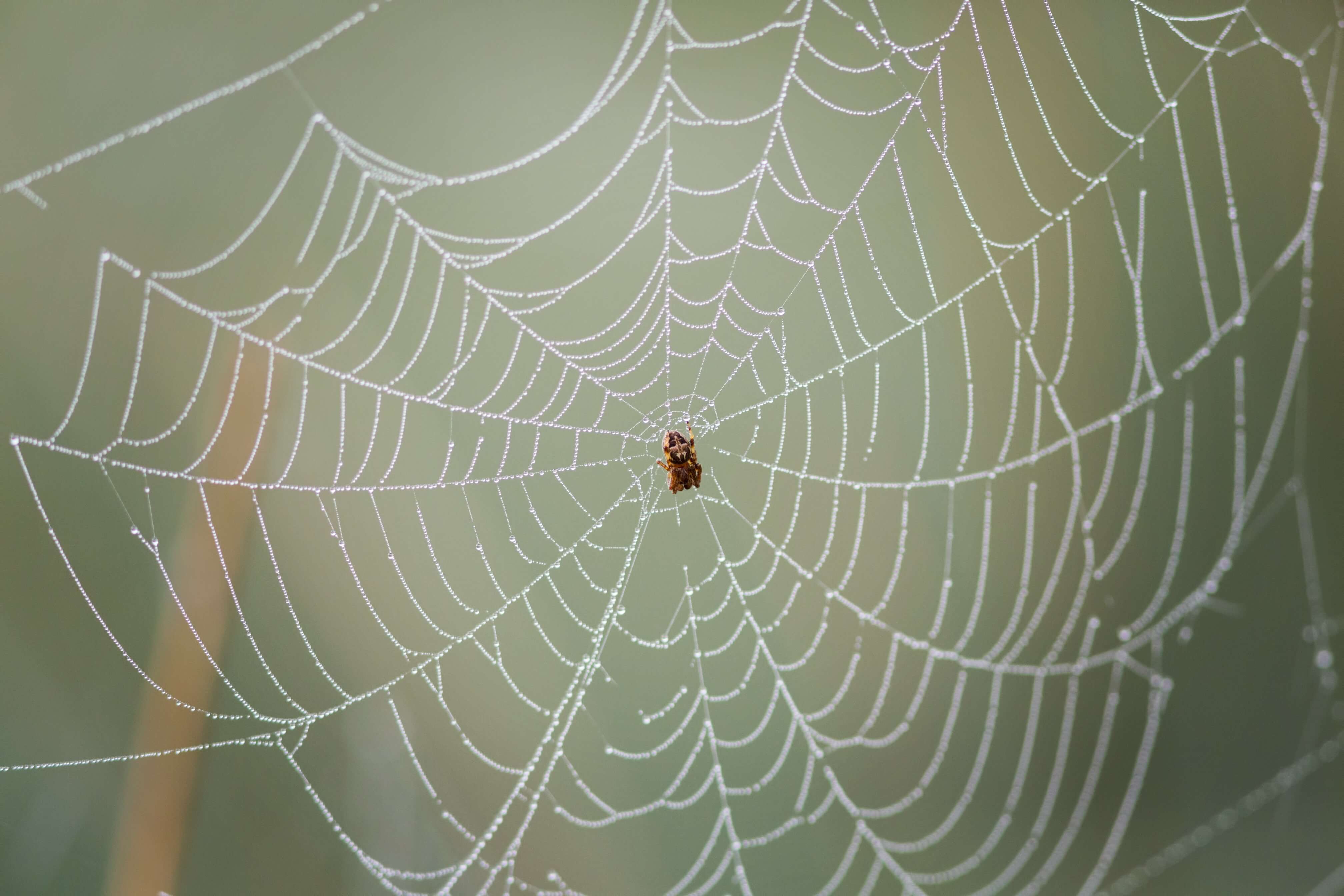 spider-treatment-in-provo