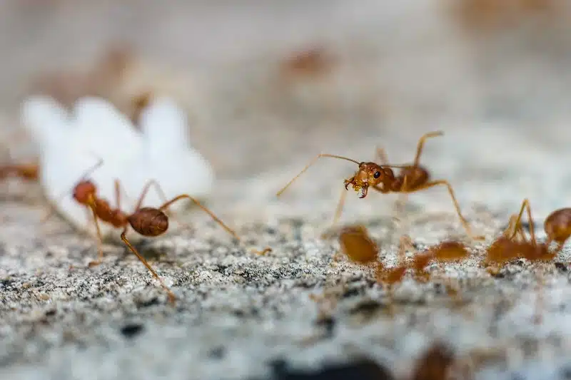 types-of-ants-in-utah