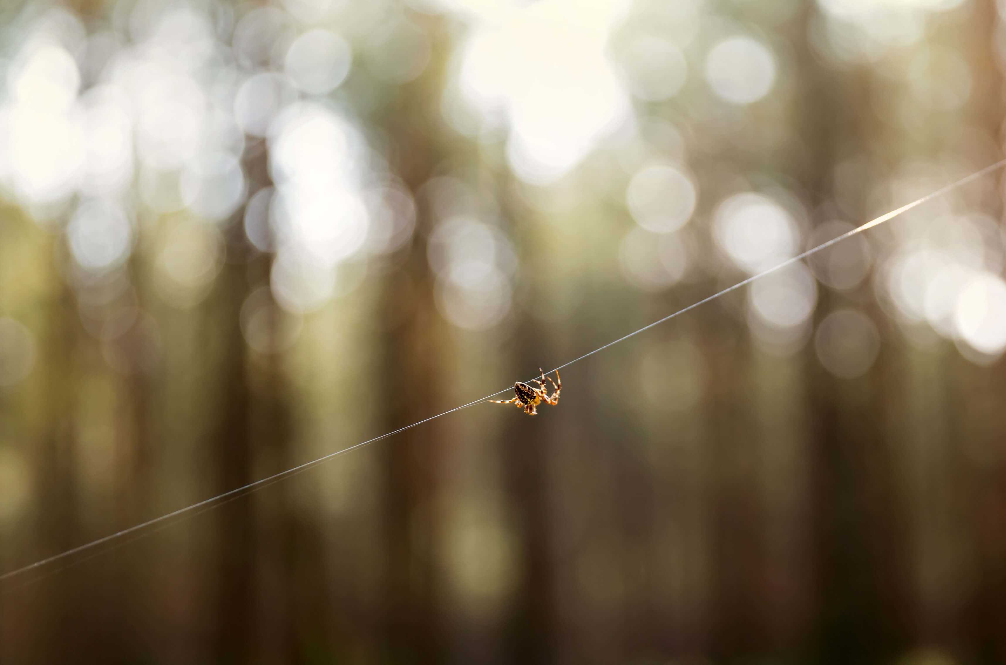 spider-prevention-in-provo-utah