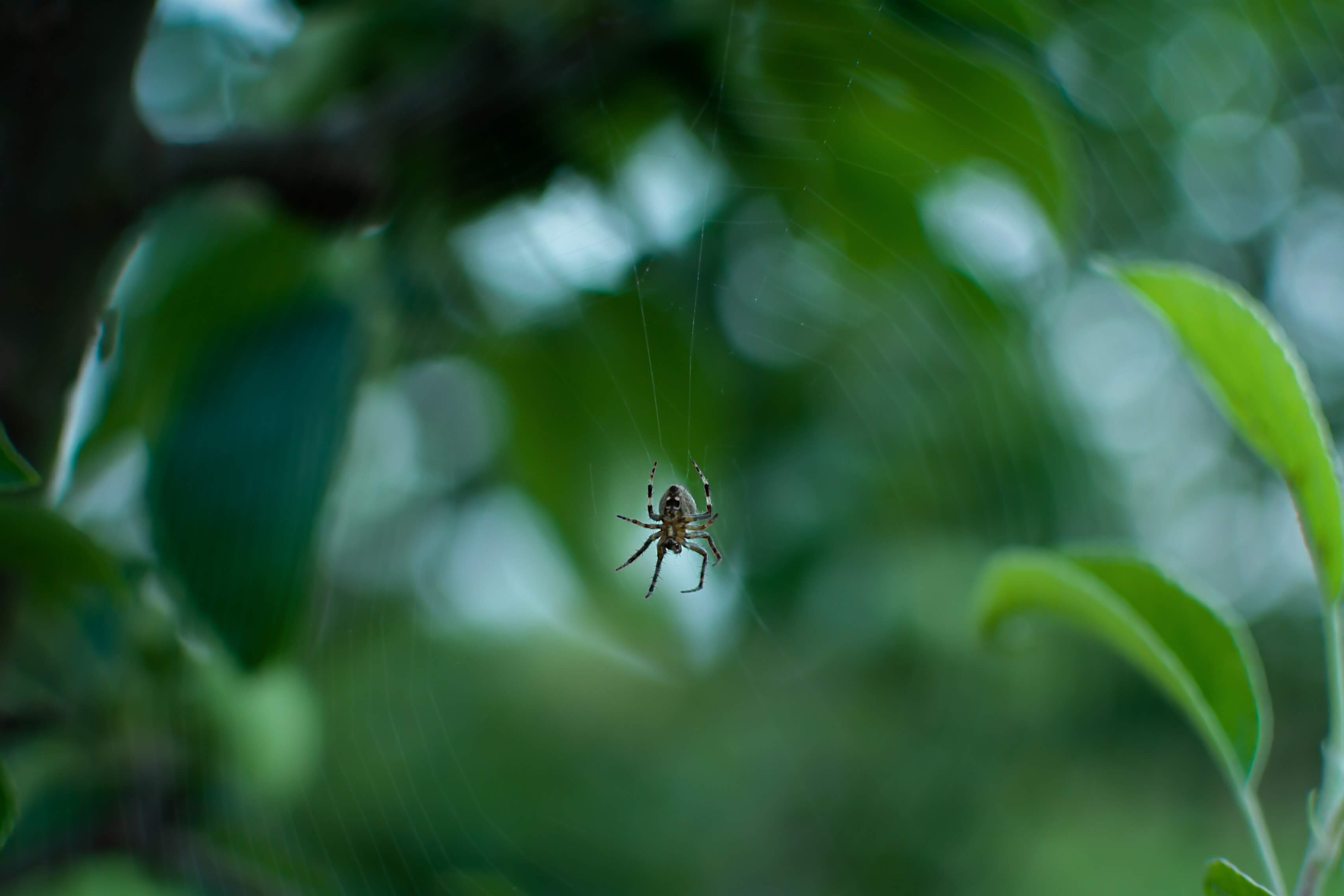 spider-control-in-provo