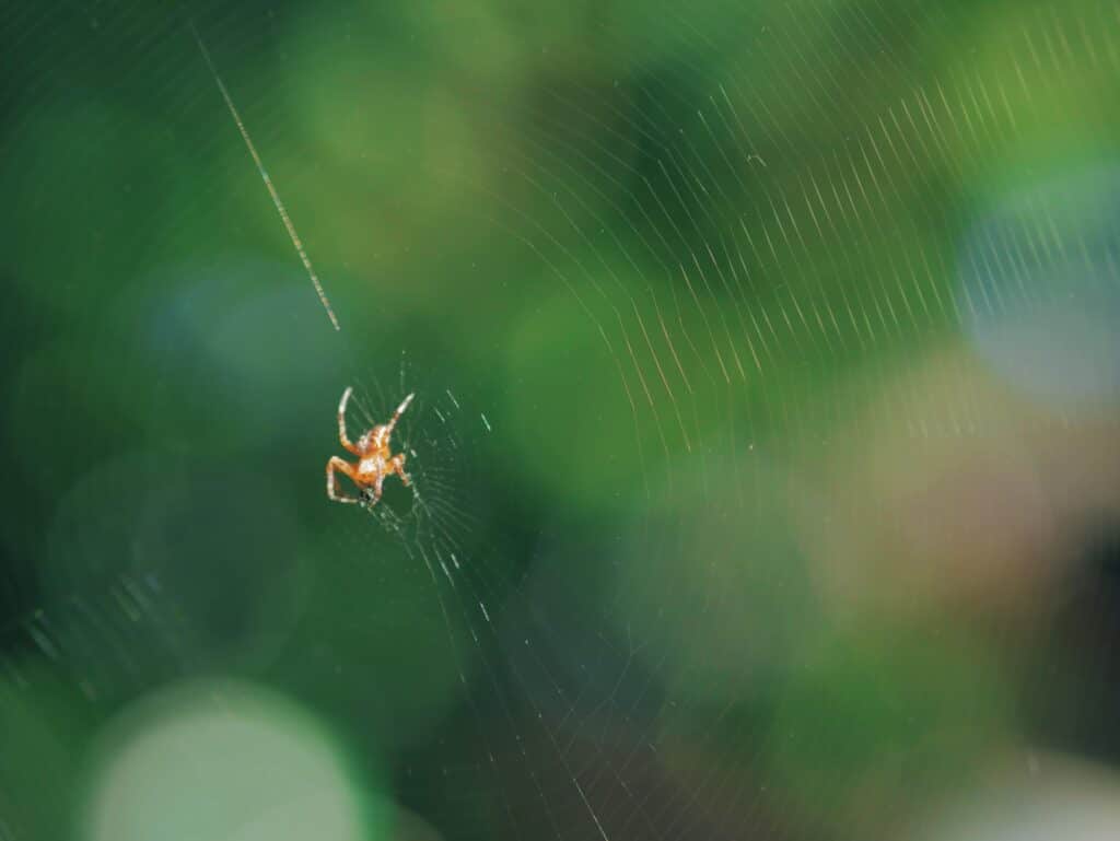 effective-spider-exterminator-in-utah