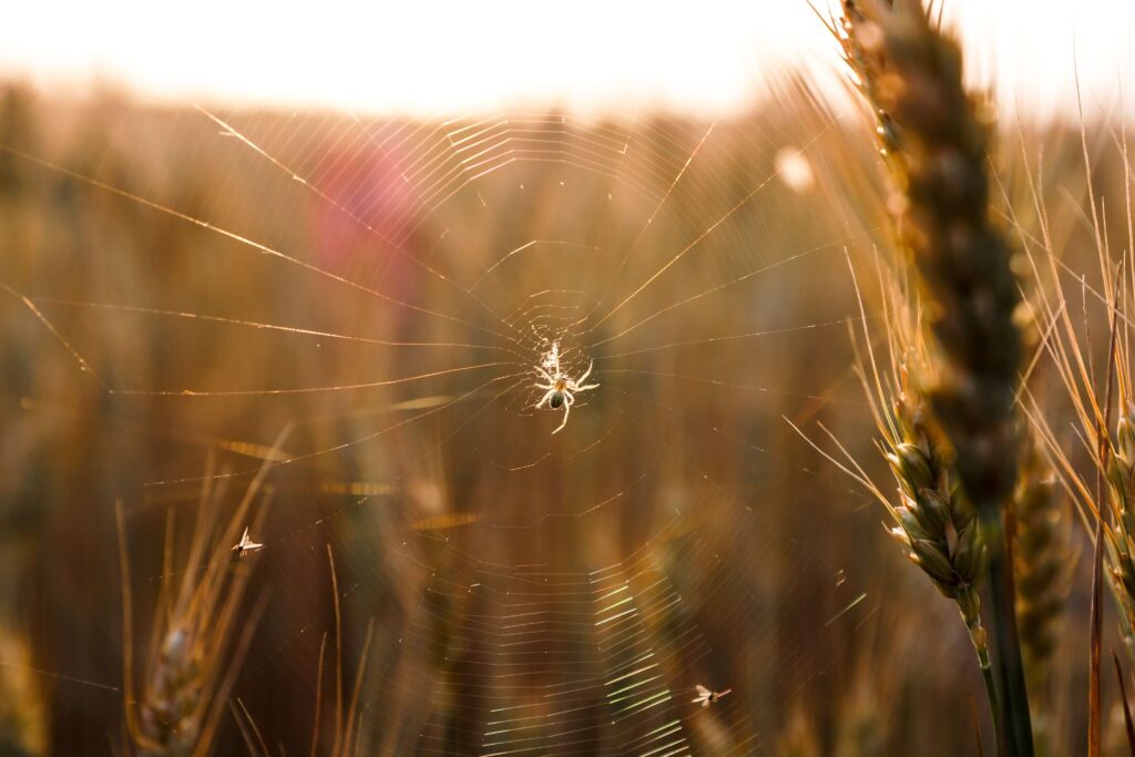 spider-exterminator-in-provo-utah