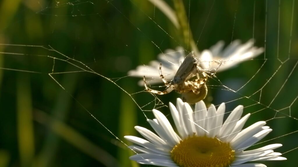 wolf-spider-exterminator-in-provo-utah