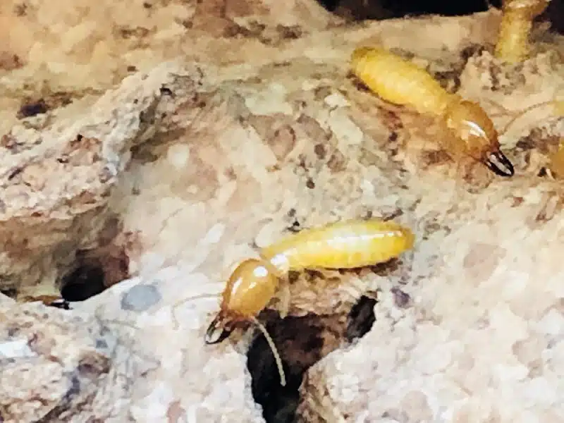 termite control in Provo, Utah