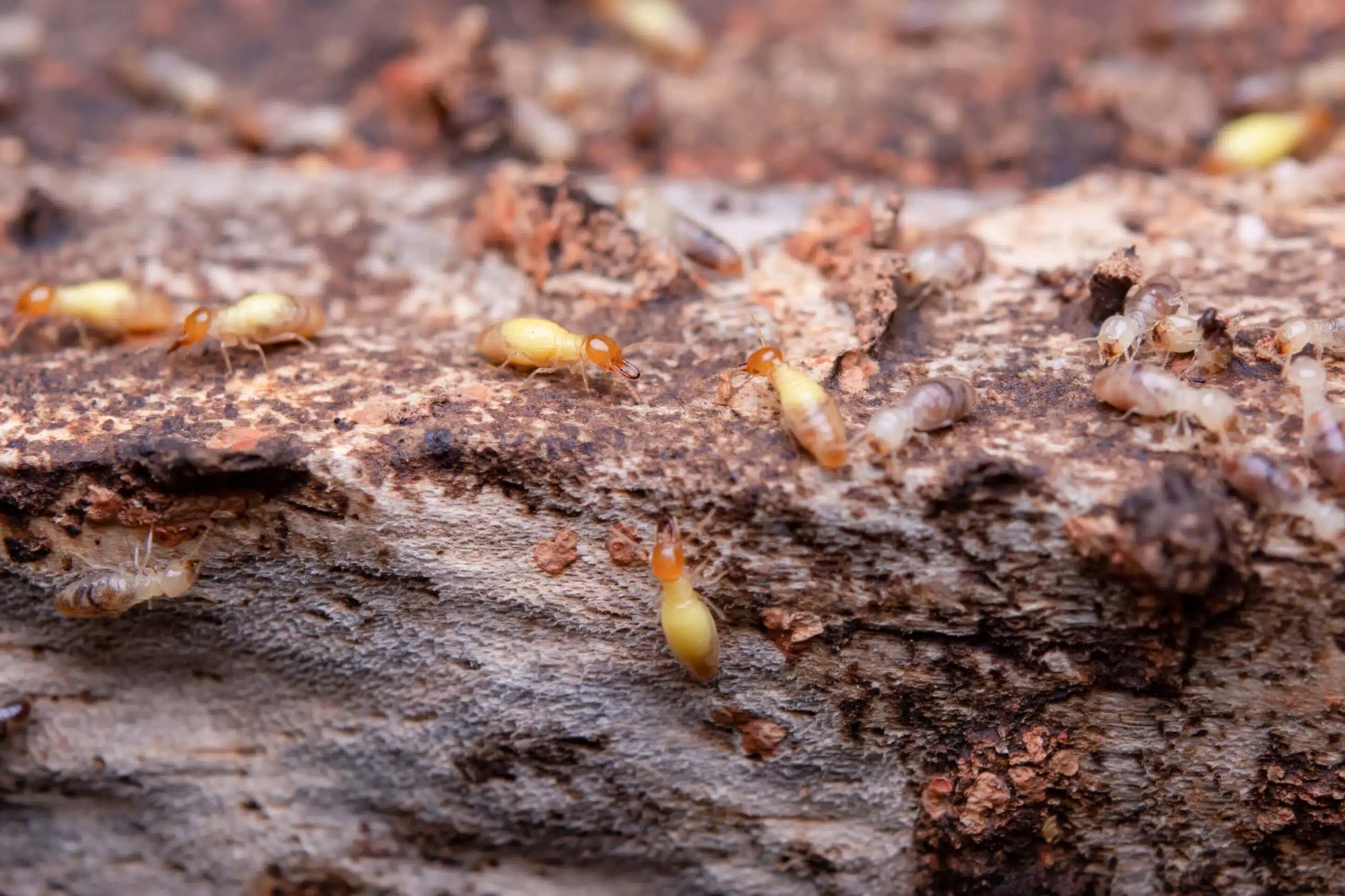 invasion-of-termites-in-provo-utah-home