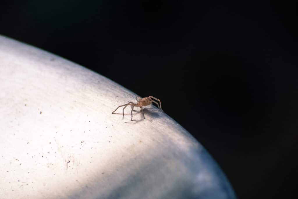 wolf-spider-removal-in-utah