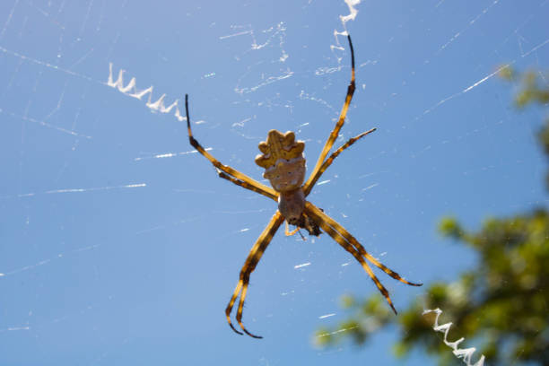 flying spider