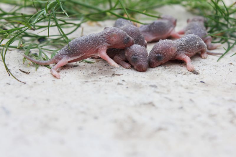 baby rats