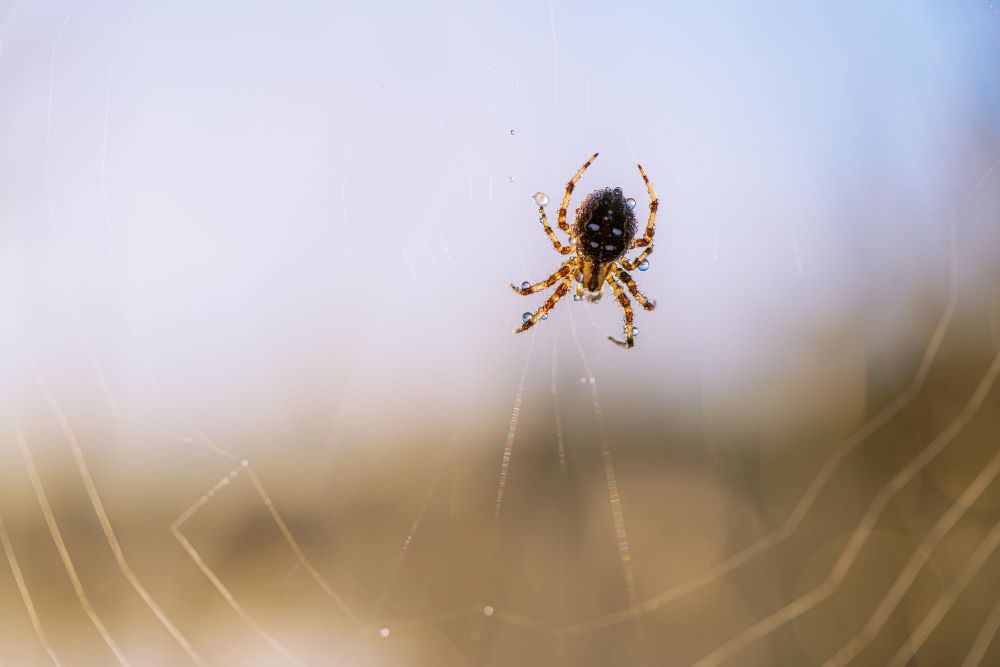 spider exterminator