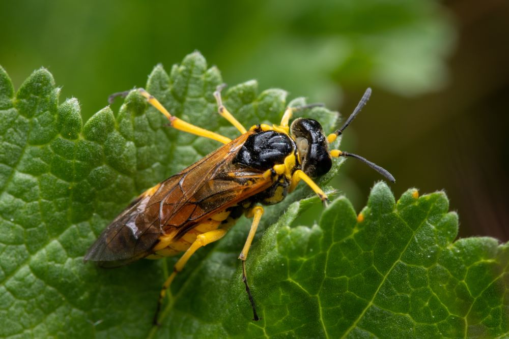 yellowjacket vs paper wasp