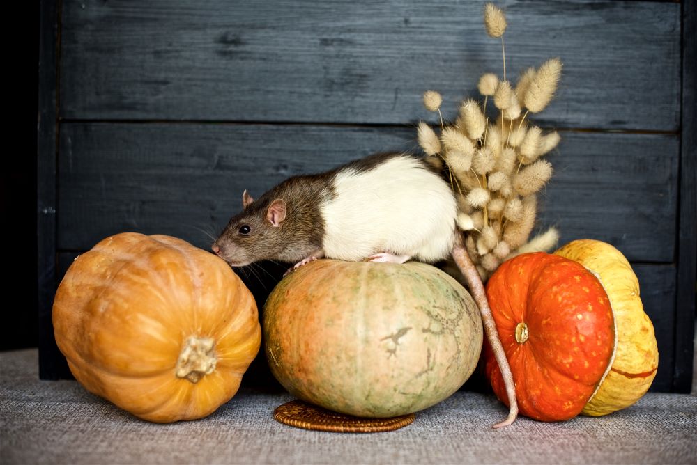 fall pest control