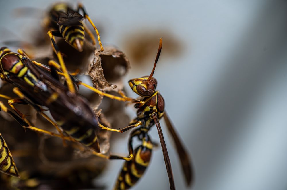 wasp exterminator