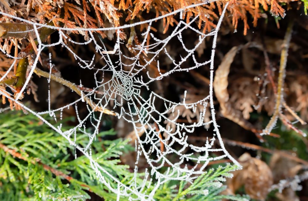 spider control provo, utah