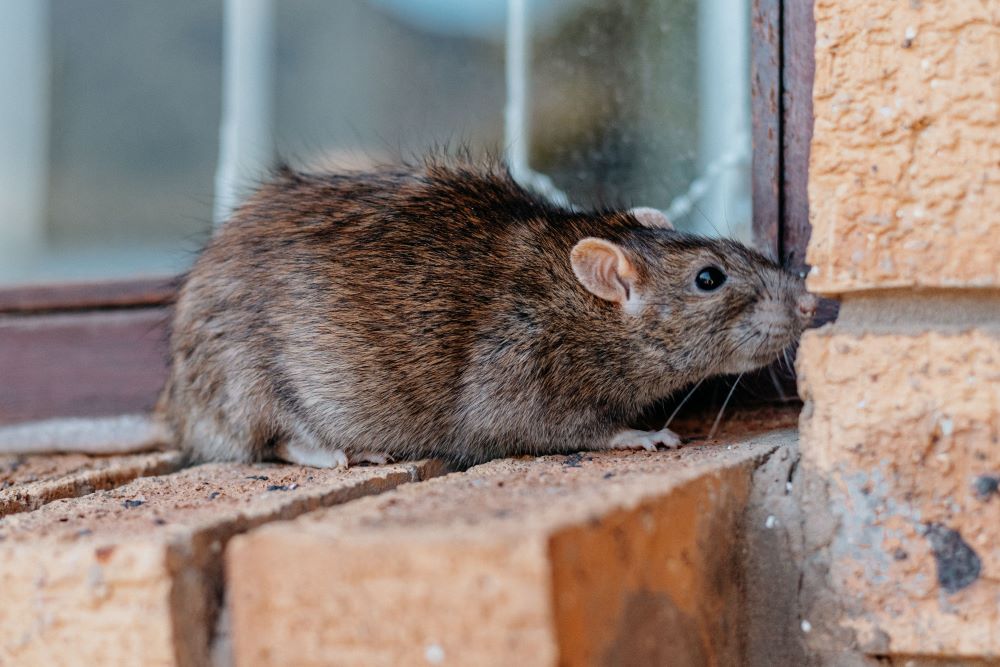 mice exterminator in provo