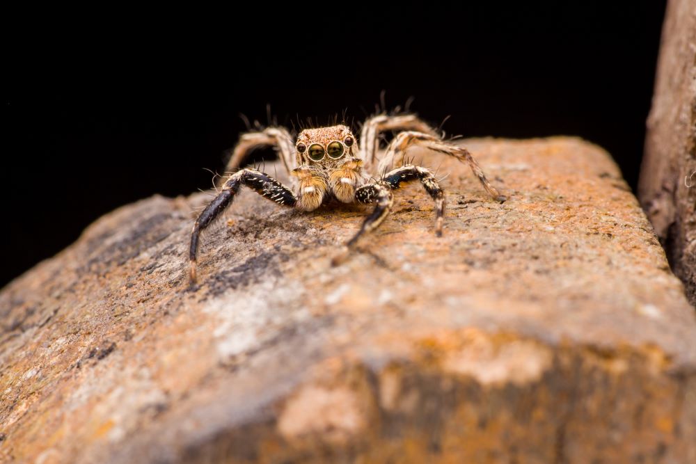 spider exterminator in provo, utah