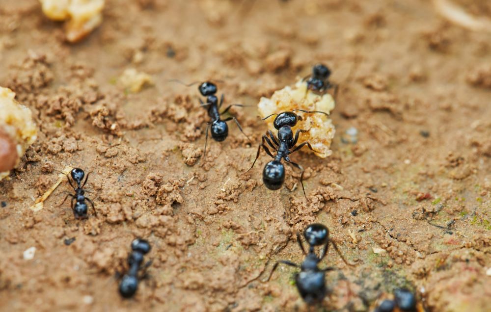 How to Keep Ants from Coming Inside Your Orem Home