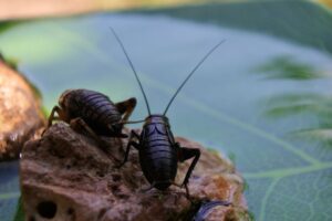 cockroach exterminator